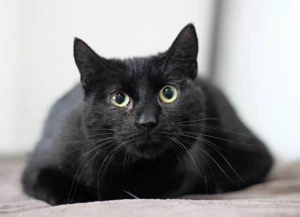 Sombra, female Mixed Breed for adoption at Linksmosios pėdutės