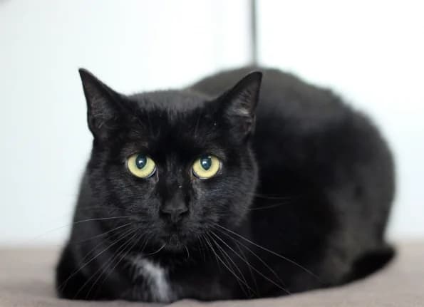 Simija, female Mixed Breed for adoption at Linksmosios pėdutės