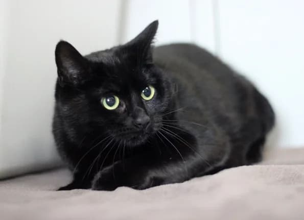 Sorena, female Mixed Breed for adoption at Linksmosios pėdutės