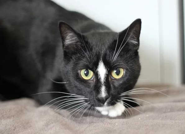 Smokas, male Mixed Breed for adoption at Linksmosios pėdutės