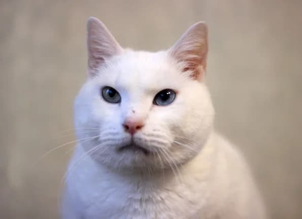 Vatikanas, male Mixed Breed for adoption at Linksmosios pėdutės