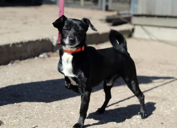 Obris, male senior Mixed Breed for adoption at Linksmosios pėdutės
