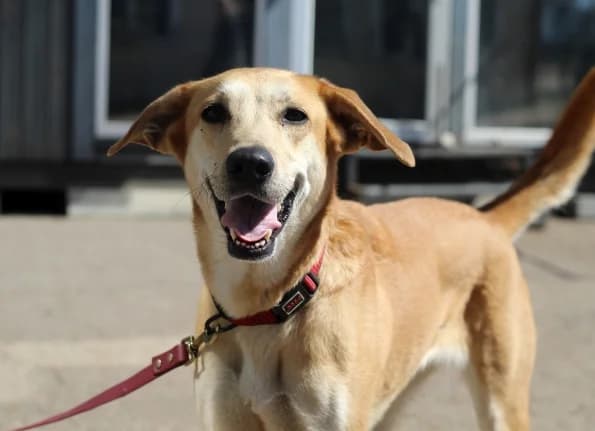 Savana, female Mixed Breed for adoption at Linksmosios pėdutės