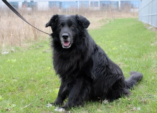 Vulfas, male Mixed Breed for adoption at Linksmosios pėdutės