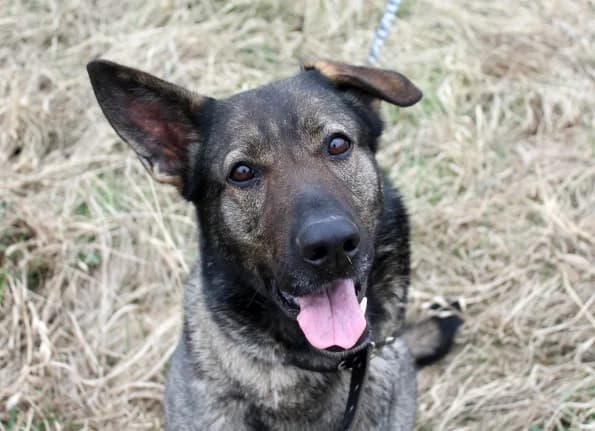 Burė, female Mixed Breed for adoption at Linksmosios pėdutės