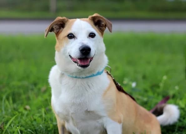 Dudlis, male Mixed Breed for adoption at Linksmosios pėdutės