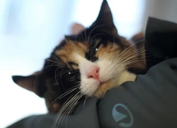 Kora, female Mixed Breed for adoption at Linksmosios pėdutės