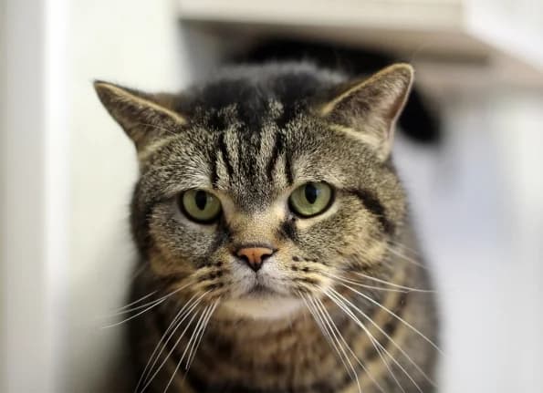 Barista, male 7yo Mixed Breed for adoption at Linksmosios pėdutės
