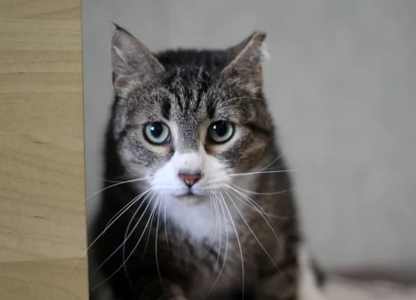 Binkis, male Mixed Breed for adoption at Linksmosios pėdutės