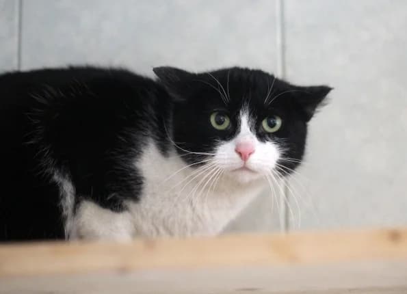 Bandužė, female Mixed Breed for adoption at Linksmosios pėdutės