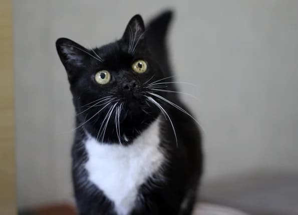 Ventė, female Mixed Breed for adoption at Linksmosios pėdutės