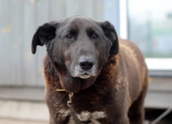 Nilas, Mixed Breed (Linksmosios pėdutės)