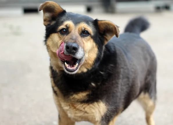 Gregas, Mixed Breed (Linksmosios pėdutės)