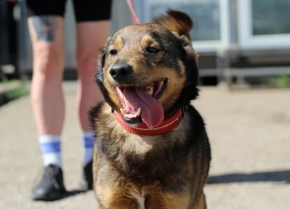 Safaris, Mixed Breed (Linksmosios pėdutės)