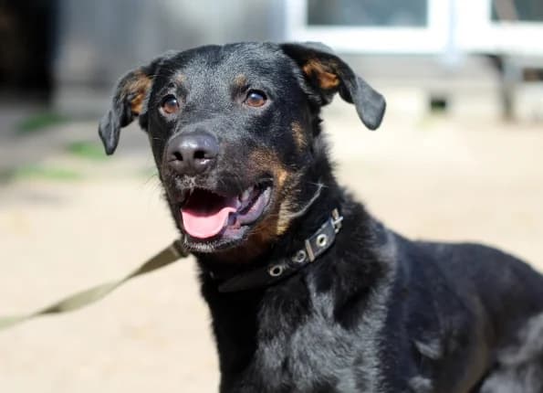 Nuno, Mixed Breed (Linksmosios pėdutės)