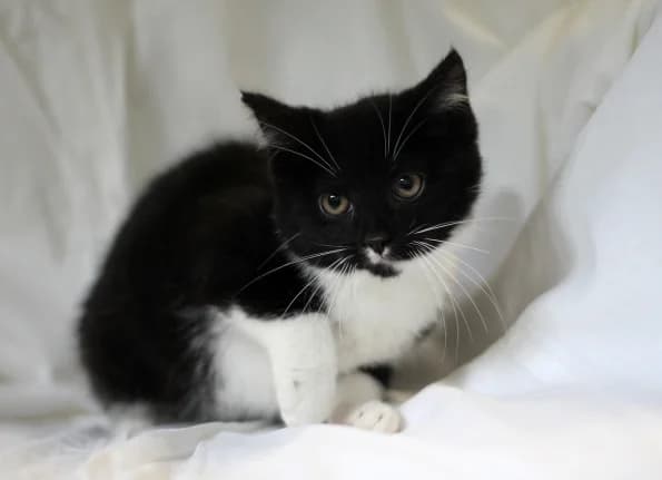 Dakara, Mixed Breed (Linksmosios pėdutės)