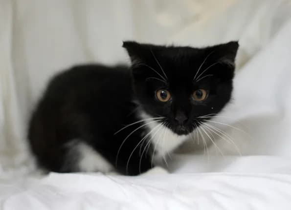 Goris, Mixed Breed (Linksmosios pėdutės)