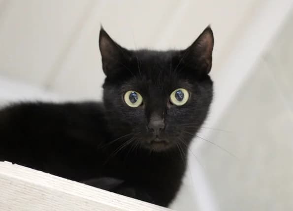 Baltija, Mixed Breed (Linksmosios pėdutės)
