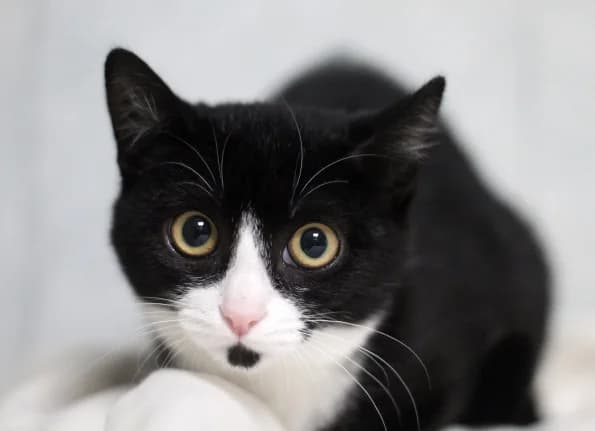 Mari, Mixed Breed (Linksmosios pėdutės)