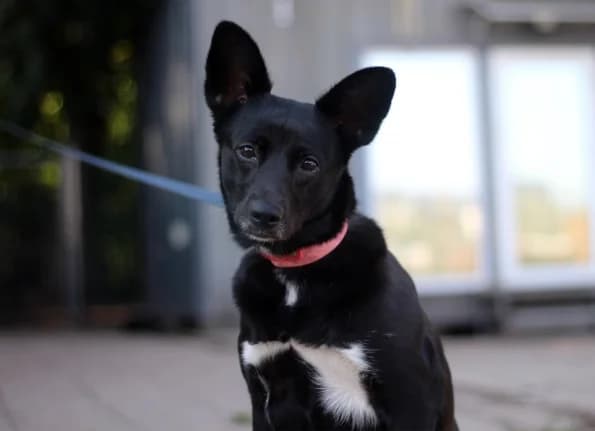 Tera, female 5yo Mixed Breed for adoption at Linksmosios pėdutės