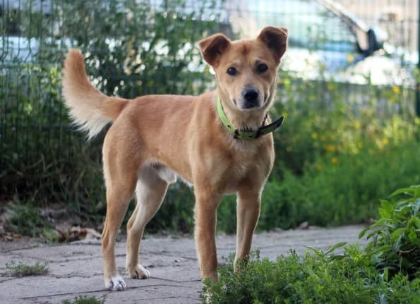 Tango, male young Mixed Breed for adoption at Linksmosios pėdutės