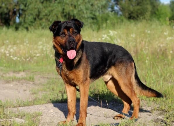 Gotto, male 3yo Mixed Breed for adoption at Linksmosios pėdutės