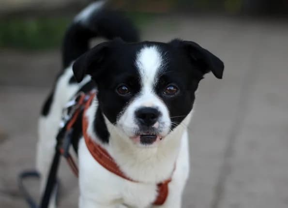 Karlas, male young Mixed Breed for adoption at Linksmosios pėdutės