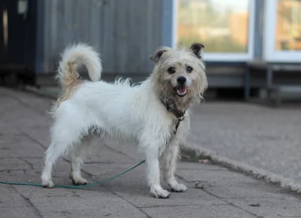 Pepsis, male senior Mixed Breed for adoption at Linksmosios pėdutės