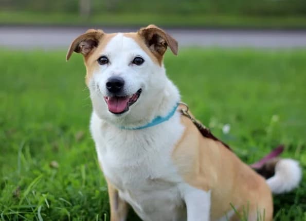 Dudlis, male 4yo Mixed Breed for adoption at Linksmosios pėdutės