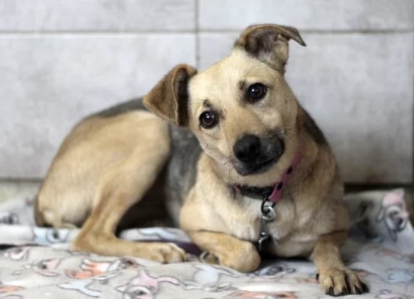 Džiuma, female young Mixed Breed for adoption at Linksmosios pėdutės
