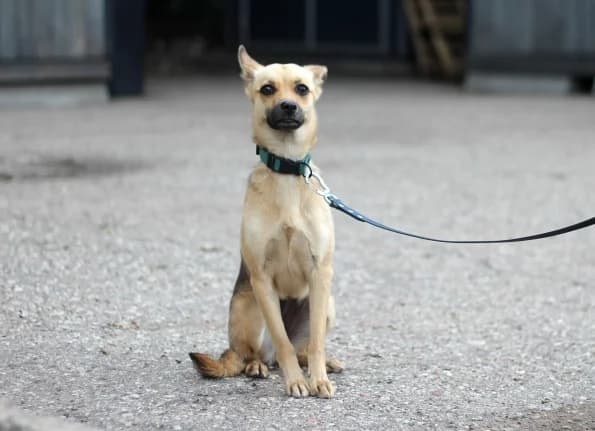 Peka, female young Mixed Breed for adoption at Linksmosios pėdutės