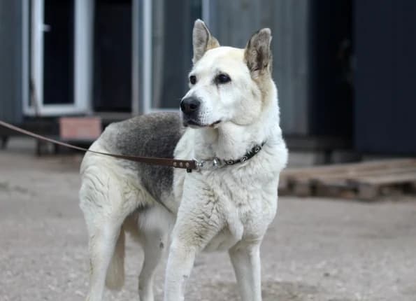 Džeksė,  senior Mixed Breed for adoption at Linksmosios pėdutės