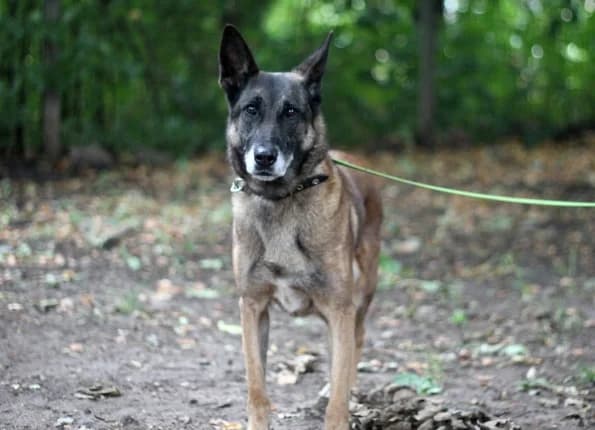 Ami, female 6yo Mixed Breed for adoption at Linksmosios pėdutės