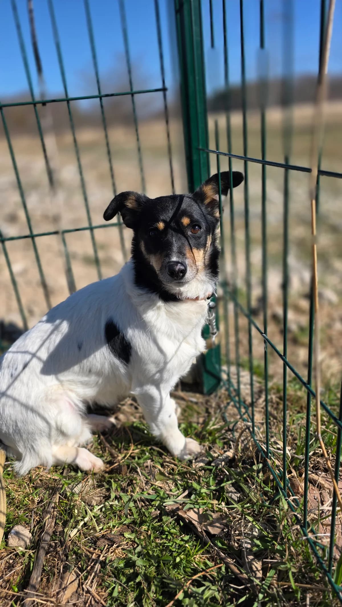 Kesė, female 3yo Mixed Breed for adoption at VšĮ Mažas draugas, Panevėžys