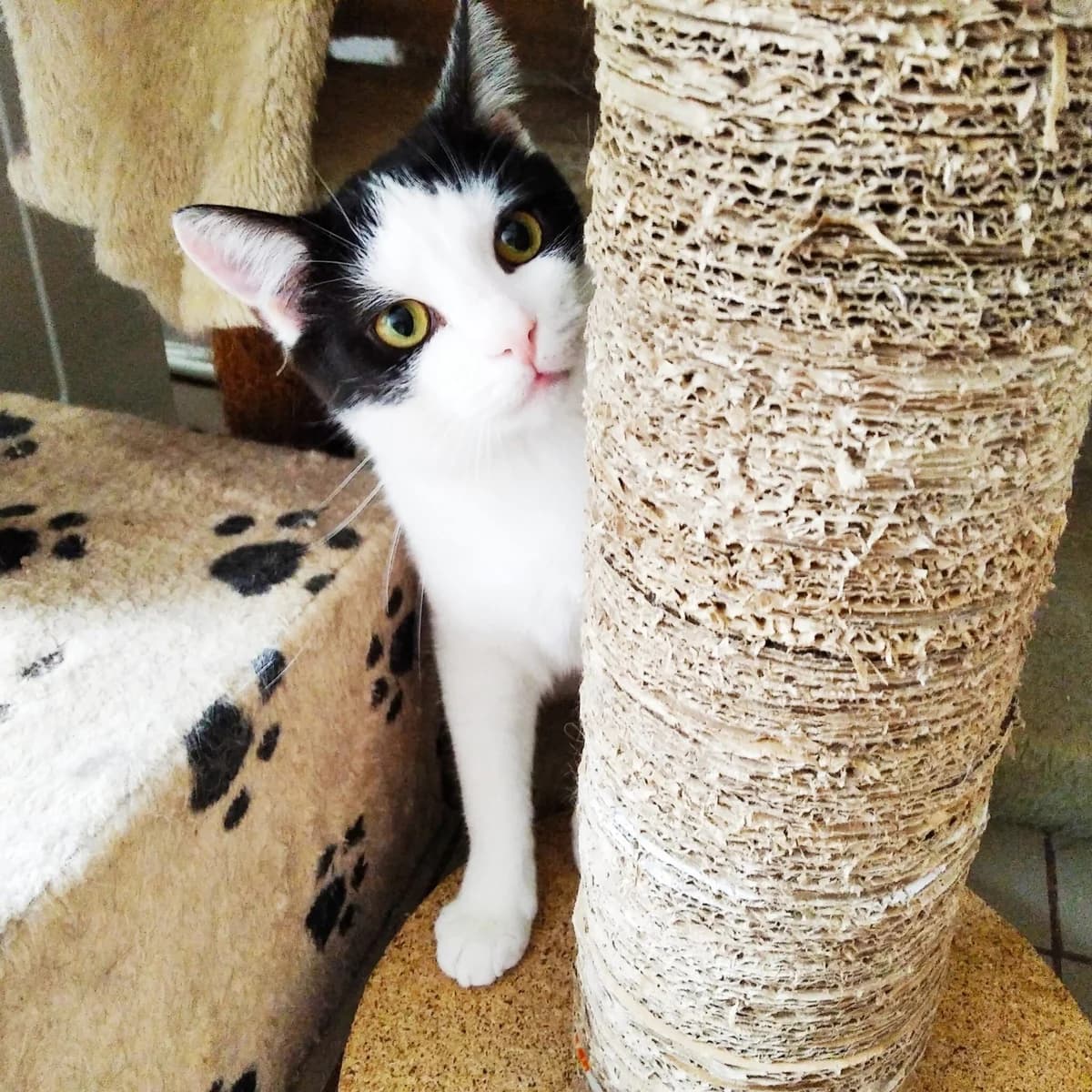 Alkas, male Mixed Breed for adoption at Maži Jausmai, Vilnius