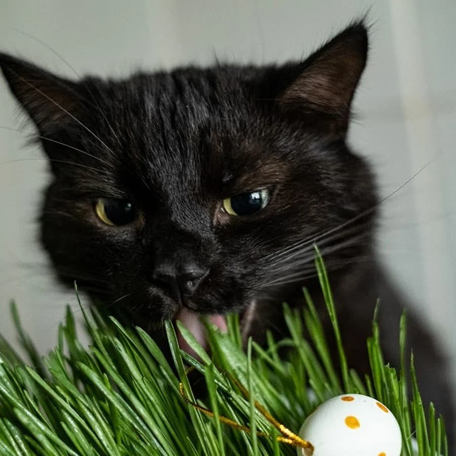 Arielis,  Mixed Breed for adoption at Maži Jausmai, Vilnius