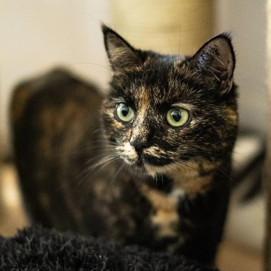 Bitė,  Mixed Breed for adoption at Maži Jausmai, Vilnius