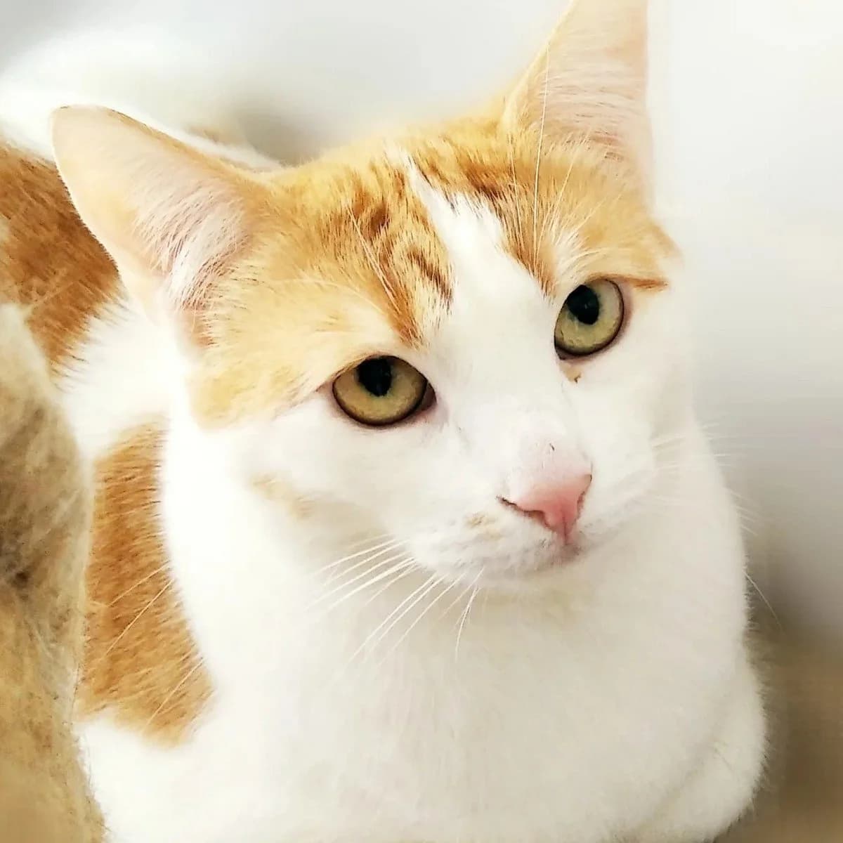 Liepsnelė, female Mixed Breed for adoption at Maži Jausmai, Vilnius