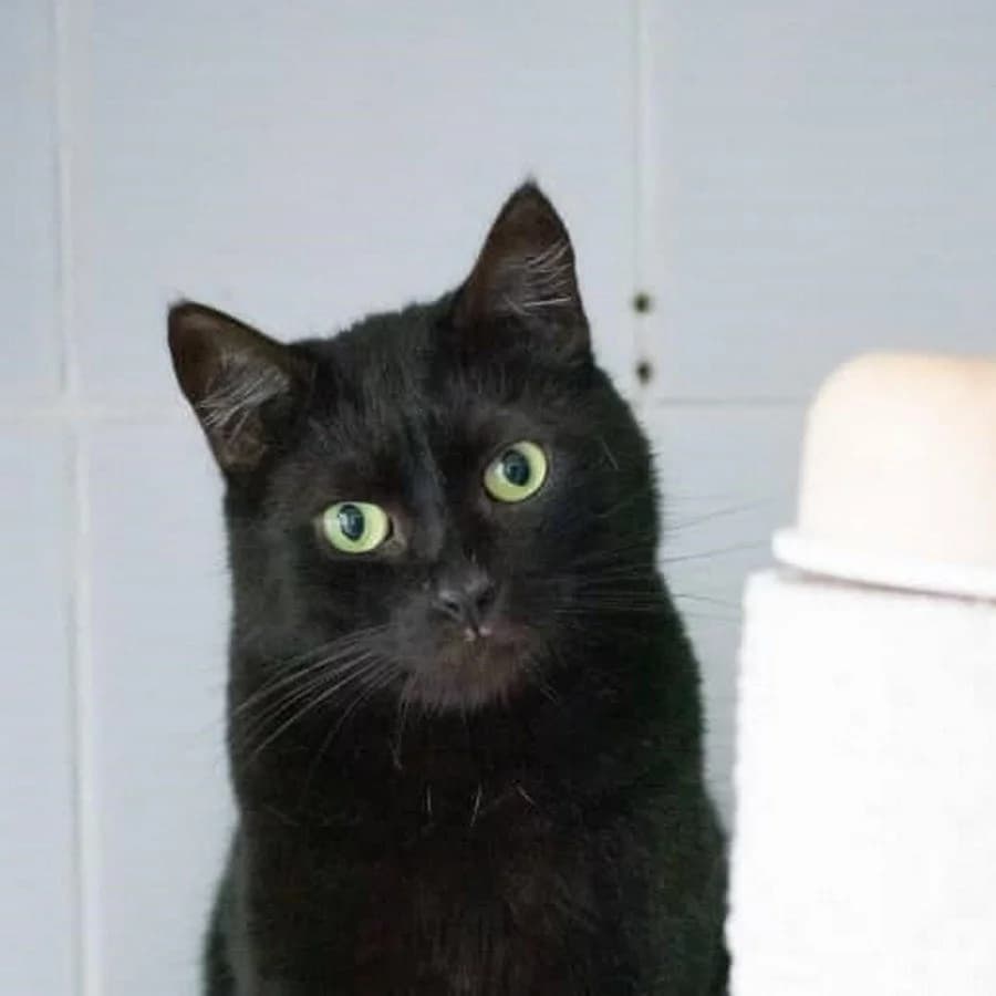 Lordukas, male Mixed Breed for adoption at Maži Jausmai, Vilnius