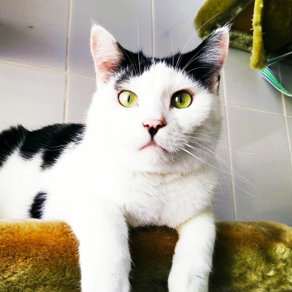 Orionas,  Mixed Breed for adoption at Maži Jausmai, Vilnius