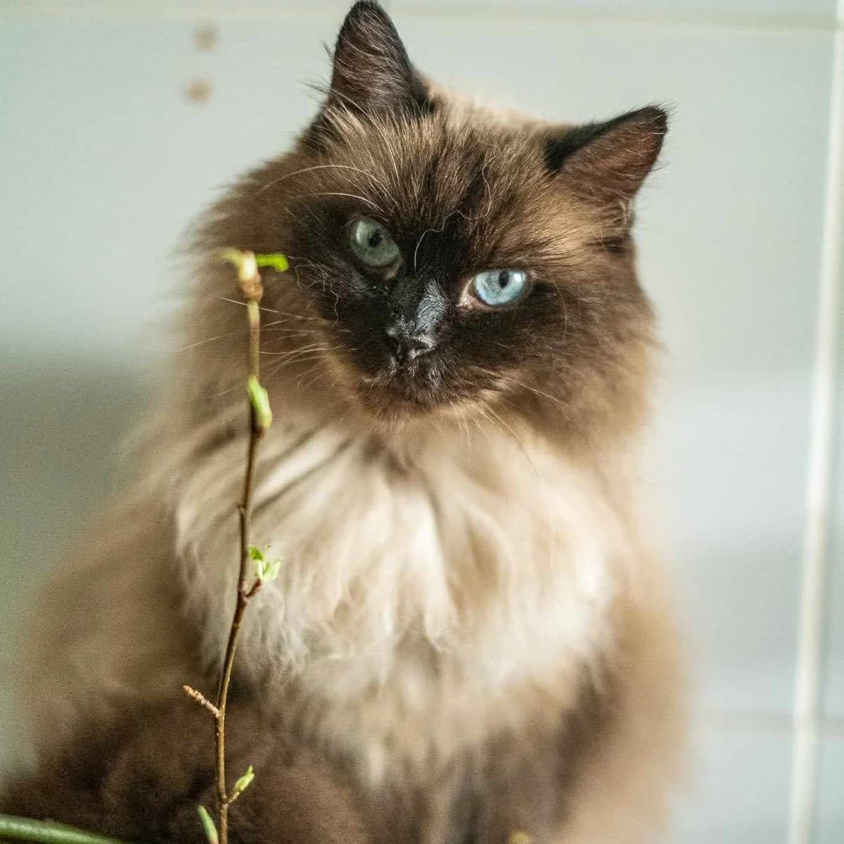 Siamutė,  Mixed Breed for adoption at Maži Jausmai, Vilnius