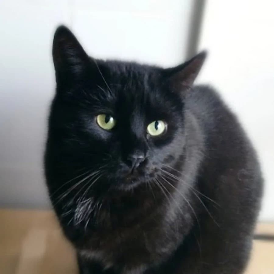 Turkis, male Mixed Breed for adoption at Maži Jausmai, Vilnius