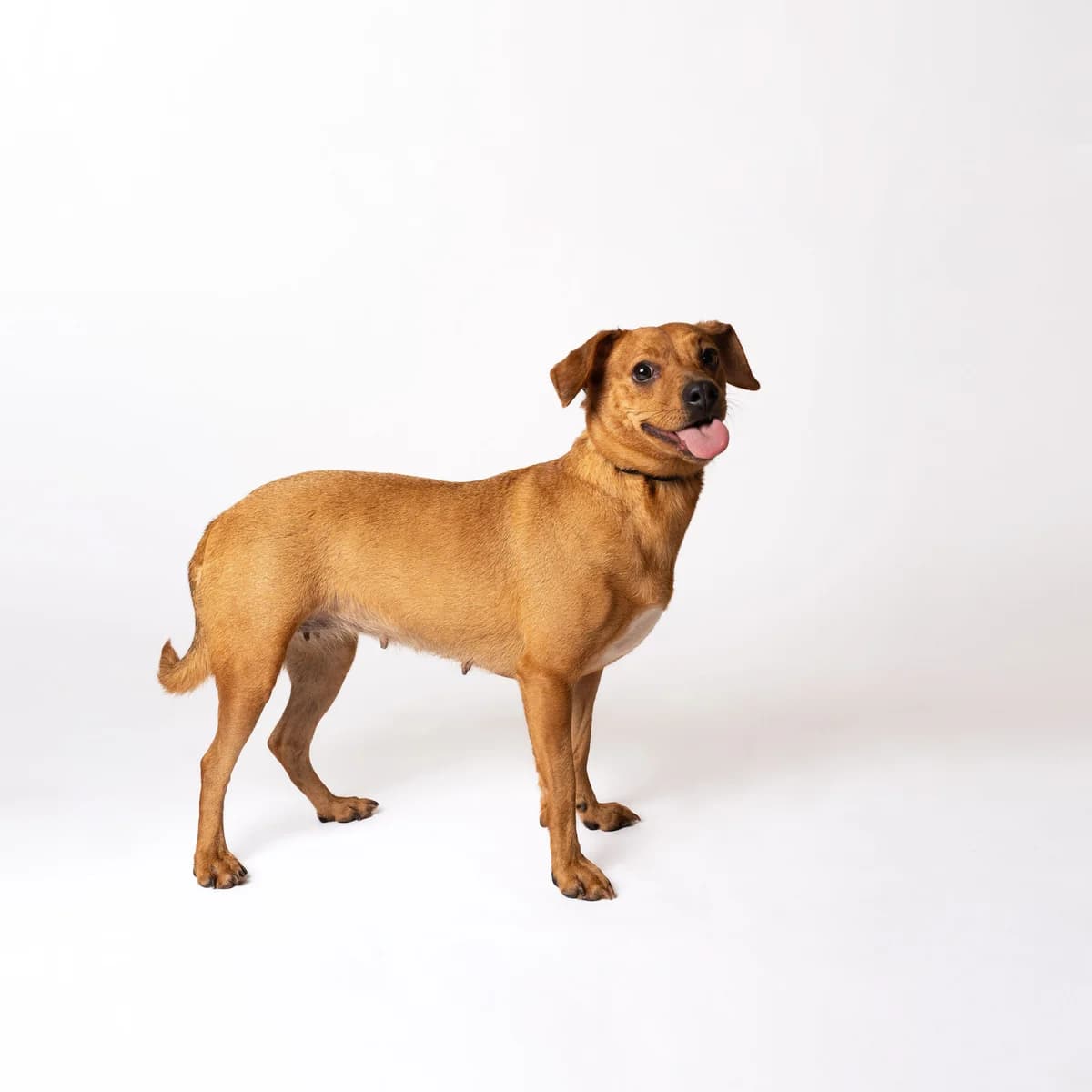 Foresta,  6yo Mixed Breed for adoption at NOJUS Gyvūnų gerovės namai