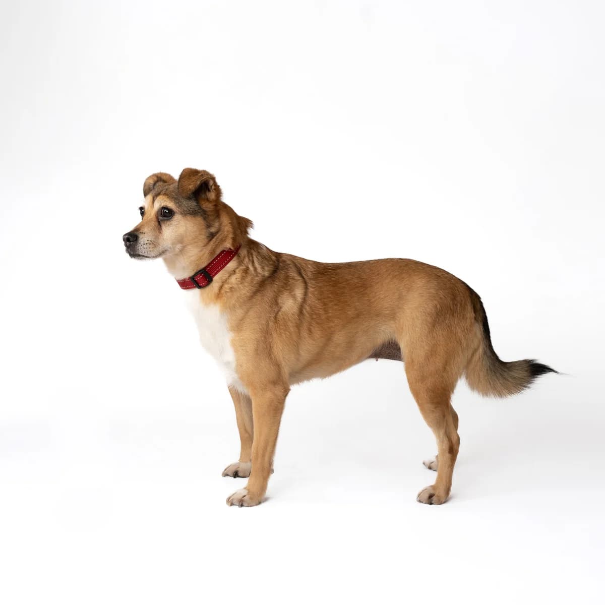 Forta,  senior Mixed Breed for adoption at NOJUS Gyvūnų gerovės namai