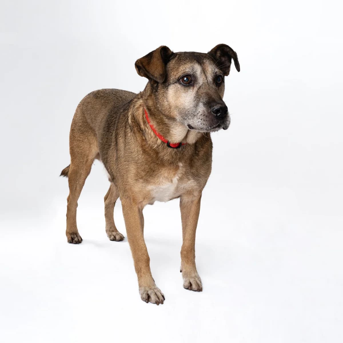 Muchtaras, male senior Mixed Breed for adoption at NOJUS Gyvūnų gerovės namai