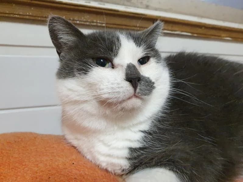 Adel, female mixed breed for adoption at Gyvūnų prieglauda „Padėk man\