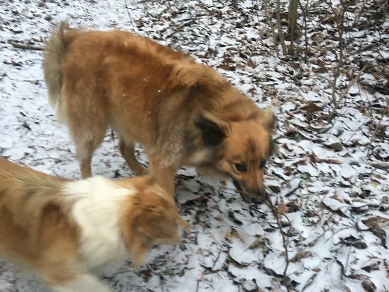 Barbi, female senior mixed breed for adoption at Gyvūnų prieglauda „Padėk man\, Karlos