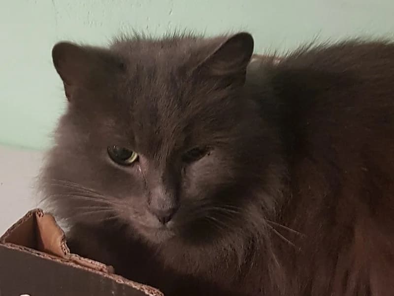 Barsikas, male mixed breed for adoption at Gyvūnų prieglauda „Padėk man\