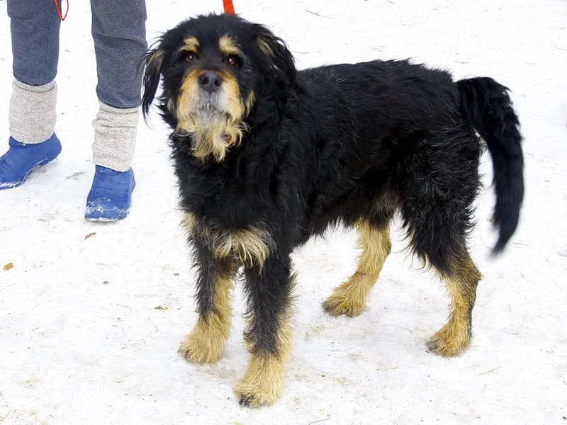Belarusas, male mixed breed for adoption at Gyvūnų prieglauda „Padėk man\