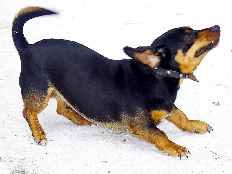 Bonia,  senior mixed breed for adoption at Gyvūnų prieglauda „Padėk man\, Karlos